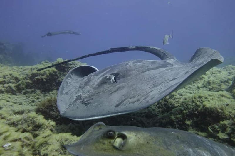 fauna marina buceo tenerife