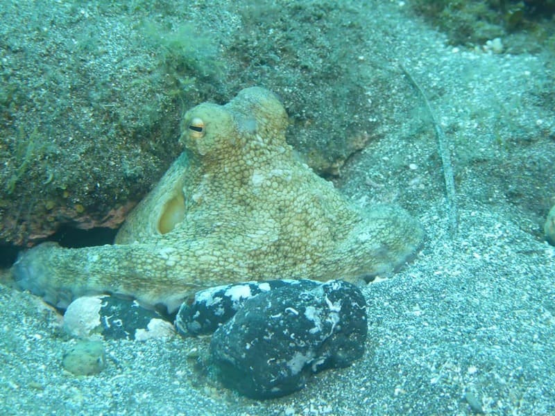 fauna marina buceo tenerife