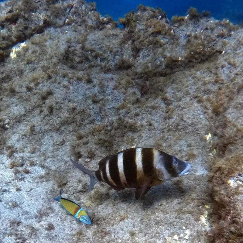 fauna marina tenerife