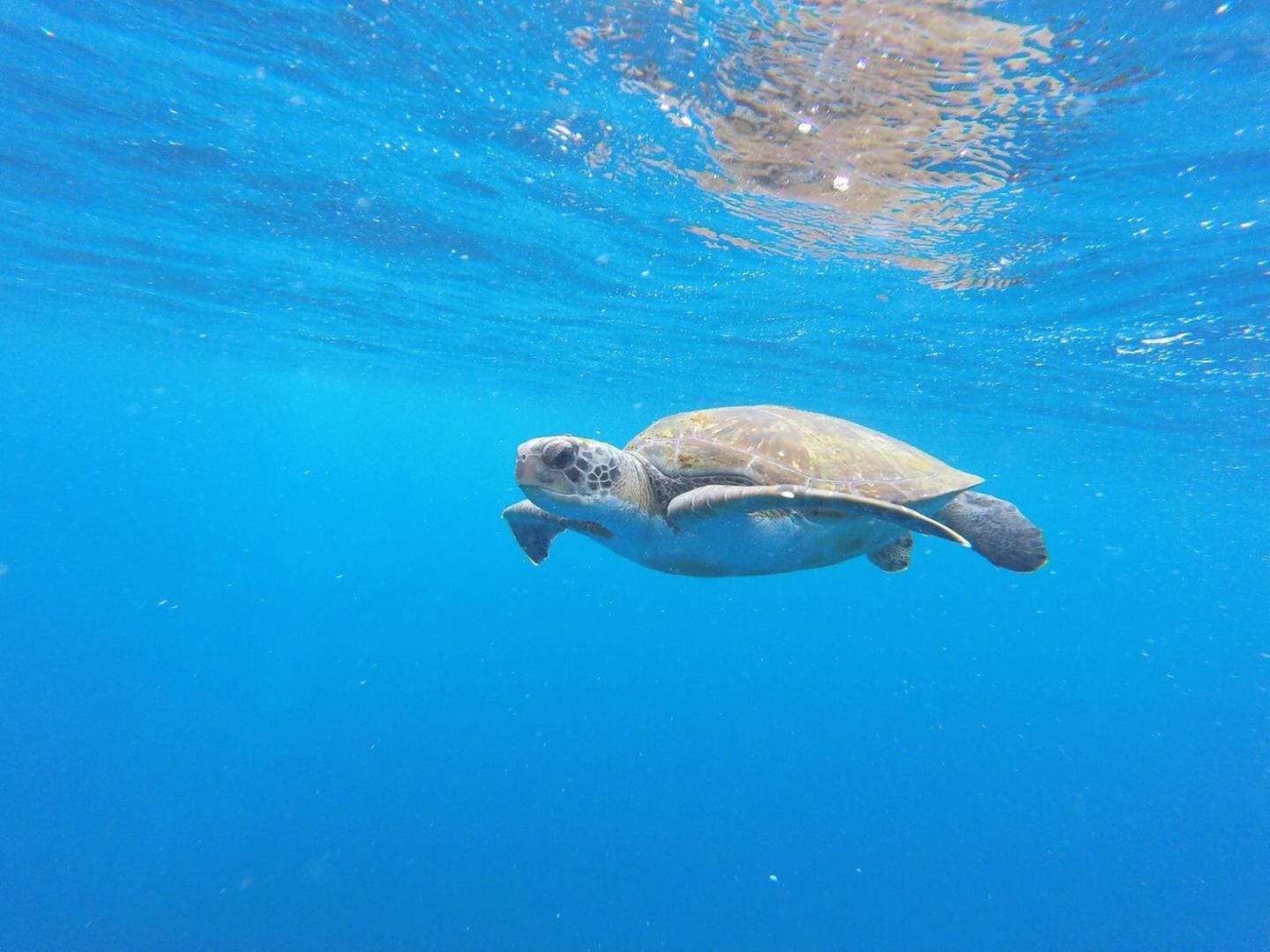 bautizo-buceo-tenerife